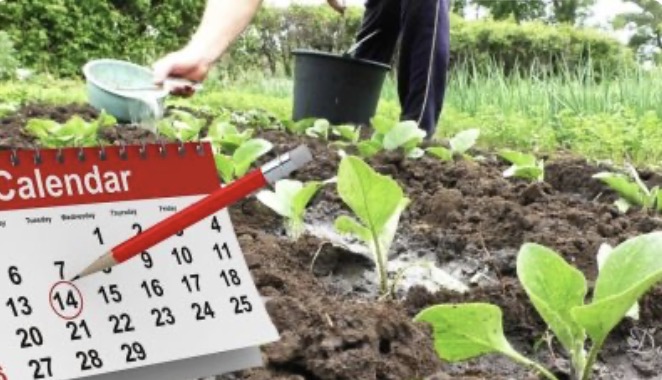 Місячний посівний календар на червень 2025 року. Сприятливі та не сприятливі дні. Беріть на замітку