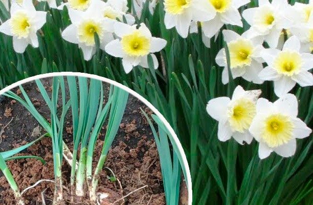 Зробіть це з нарцисами, коли вони відцвітуть, щоб у наступному році квітнули ще краще. Багато хто забуває про це
