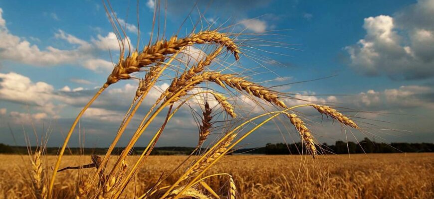 Антициклон Gabriele влаштовується в Україні 1 серпня: синоптик розповіла, чого очікувати