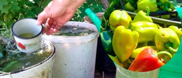 Підживлення перців без хімії — тільки натуральні засоби!