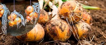 Зробіть це вчасно – і цибуля збережеться до весни!