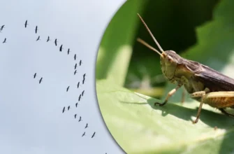 Краще не виганяти з подвірʼя: які птахи рятують від навали сарани
