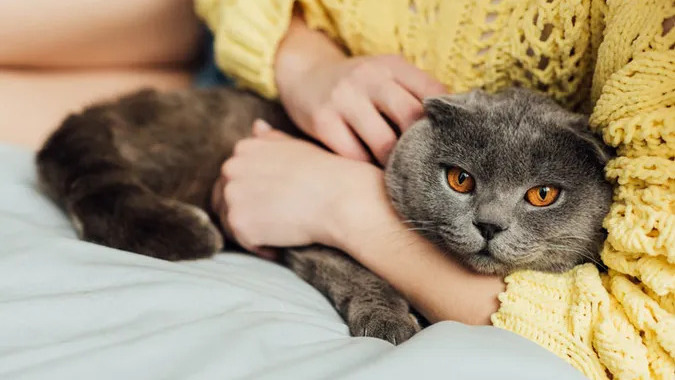 Чому ваш кіт не відходить від вас ні на крок: пояснення ветеринара, яке здивує Чому ваш кіт не відходить від вас ні на крок: пояснення ветеринара, яке здивує