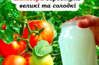 Гарне підживлення для помідорів у липні. Виростуть великі та солодкі. детальн0