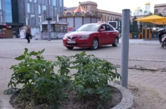 “Хто голодний – може з’їсти”: Дніпрянин посадив на клумбах у центрі міста… помідори (фото, відео)