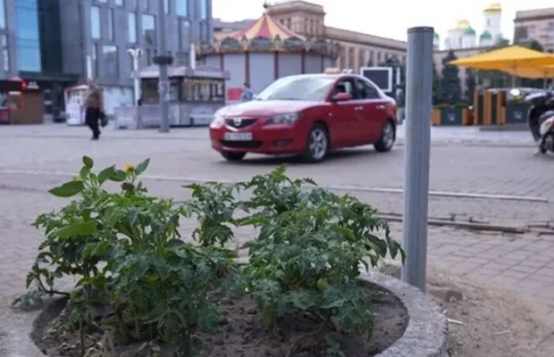 “Хто голодний – може з’їсти”: Дніпрянин посадив на клумбах у центрі міста… помідори (фото, відео)