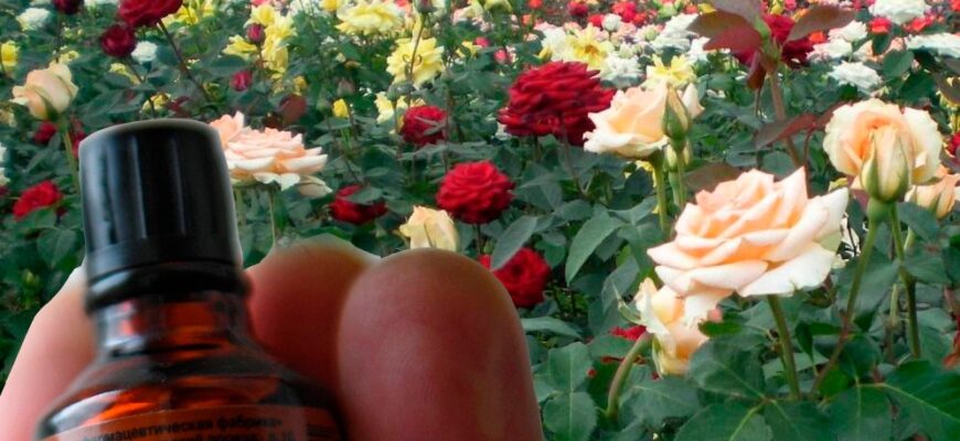 Кілька крапель цього розчuну, змусять квітнути ваші троянди до пізньої осені