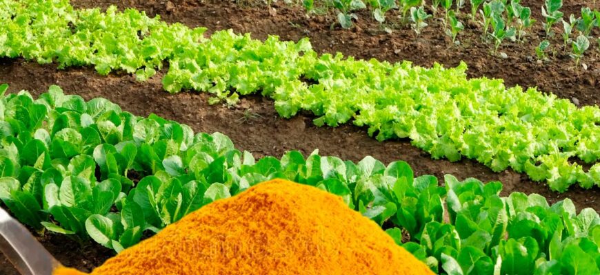 Кілька ложок цього продукту, проженуть з городу всіх шкіднuків. І не треба ніякої хімії