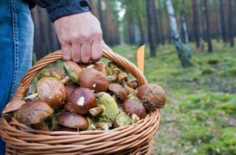 Коли не можна ходити в ліс по гриби: народні прикмети