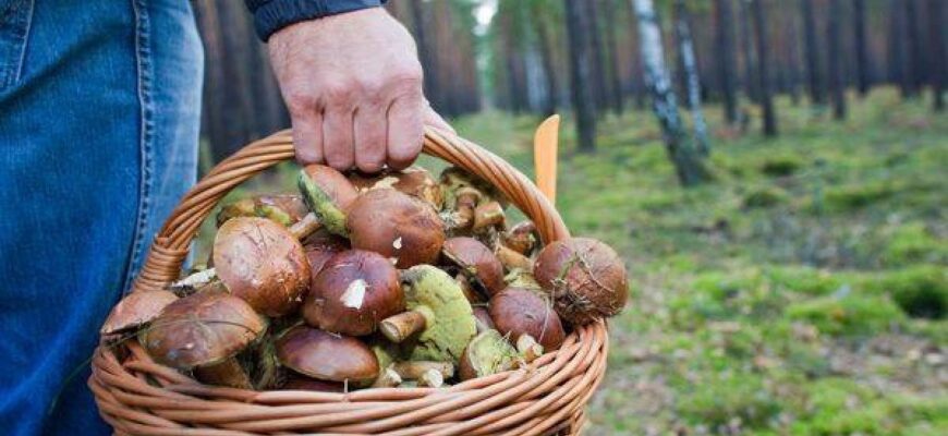 Коли не можна ходити в ліс по гриби: народні прикмети