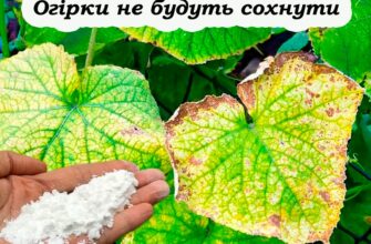 Не дайте огіркам почати жовтіти. Поради, щоб ще довго родили