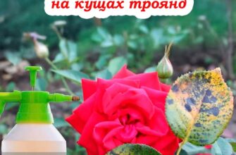 Обприскайте кущі троянд цим розчином, щоб не чіплялась борошнuста роса. Розповідаємо як правильно це робити