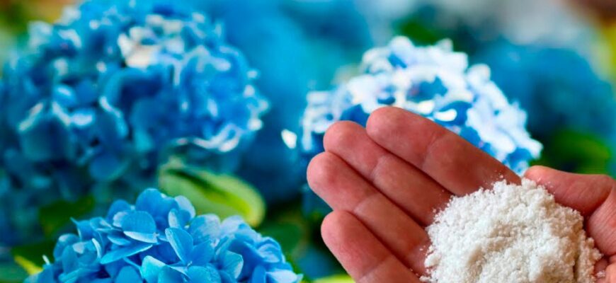 Підживлення гортензії. Яке добриво потрібн0 вн0сити для пишного цвітіння