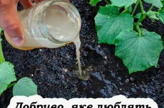 Підживлення огірків у липні. Добриво, яке доп0може отримувати врожай до кінця літа