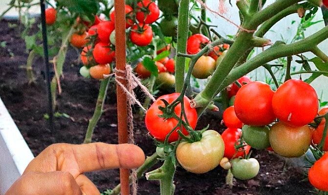 Помідори потребують особливого догляду. Дуже важливо правильно видаляти зайве листя