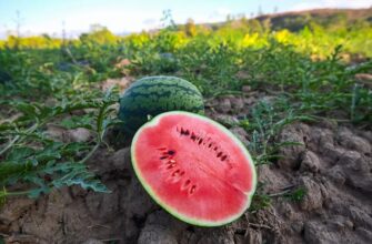 1 пакетик у воду – і плоди виростають великими і солодкими: розповідаємо чим полити кавун в червні