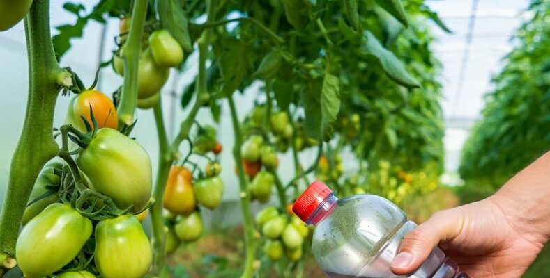 Щоб на кущі томатів було 6агато плодів, потрі6но регулярно підживлювати його цим розчином