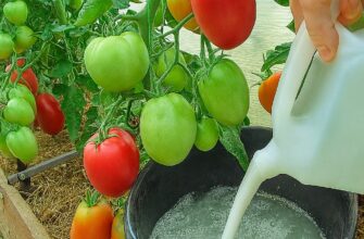 Сироватка — це не лише цінний побічний продукт молочної промисловості, а й ефективне натуральне добриво для томатів.