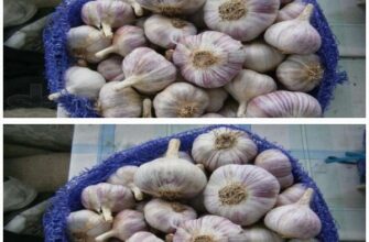 Це капсула часу для часнику: не сохне, не в’яне, не проростає і не гниє до наступного сезону.