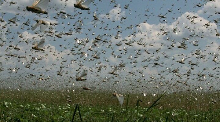 У Дніпрі знaйшли споcіб отpимати коpисть від нашeстя саpани