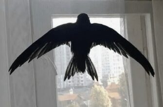В давнину люди вірили, що птахи пов’язують між собою світи та є посланниками вищих сил