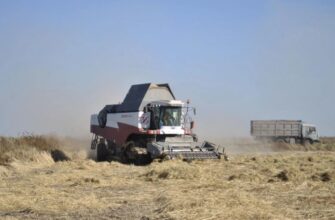 Випалені сонцем поля: головний зерновий регіон Росії зіштовхнувся із патовою ситуацією