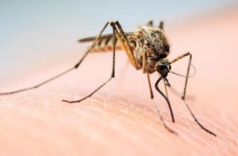 Як позбутися комарів і мошок на все літо – “революційний” лайфхак