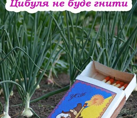 Як за допомогою сірників, вберегти цибулю від хвороб та гнилі. Дієвий метод