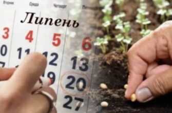 Місячний посівний календар на липень 2025. Сприятливі та не сприятливі дні