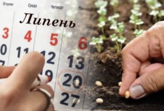 Місячний посівний календар на липень 2025. Сприятливі та не сприятливі дні