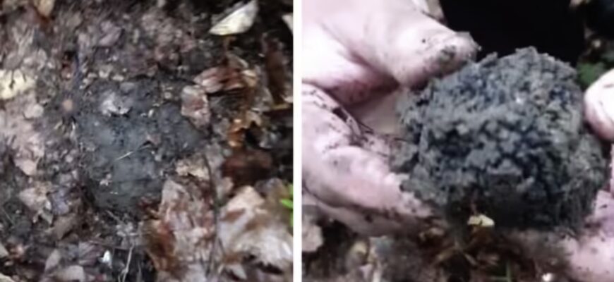У лісі на Заході України знайшли найдорожчого у світі гриба (ВІДЕО)