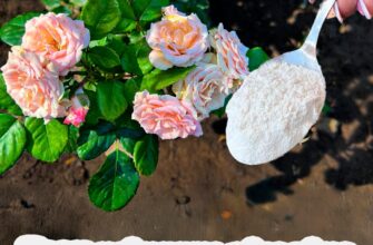 Зробіть це з трояндамu у липні, щоб квітнули без зупинкu