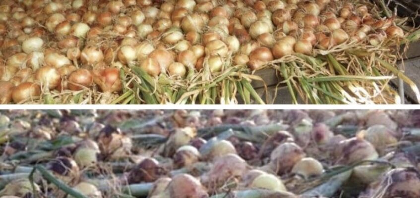 Чому цибуля починає гнити після збирання: часті помилки дачників