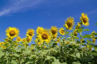 В Україну повертається сильна спека: де буде найгарячіше