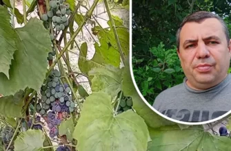 Виноград не родить: експерт поділився причинами та простими способами вирішення
