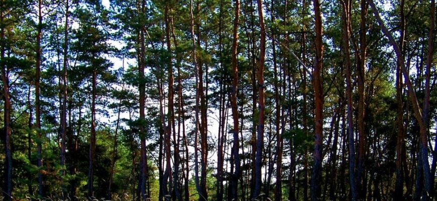 Оборона Серебрянського лісництва добігає кінця – воєначальник Богдан Мірошников