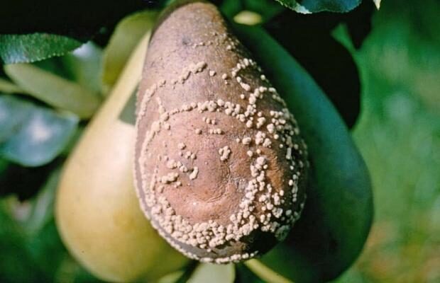 Дачникам на замітку! Чому груші гниють просто на дереві і що з цим робити Дачникам на замітку! Чому груші гниють просто на дереві і що з цим робити