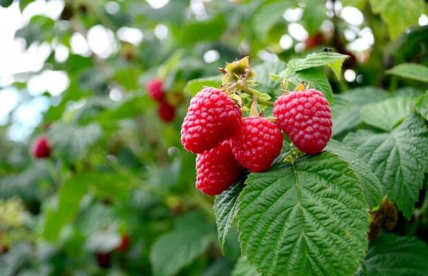 Дачникам на замітку! Як і коли обрізати кущі малини, щоб наступного року отримати рясний урожай ягід