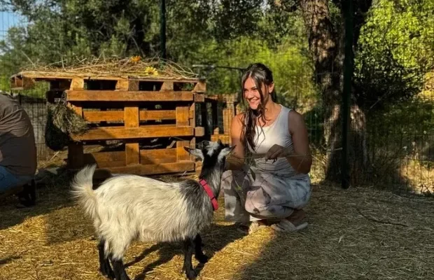Котиками вже нікого не здивуєш?: У Кривому Розі працює кафе з козами (фото, відео)