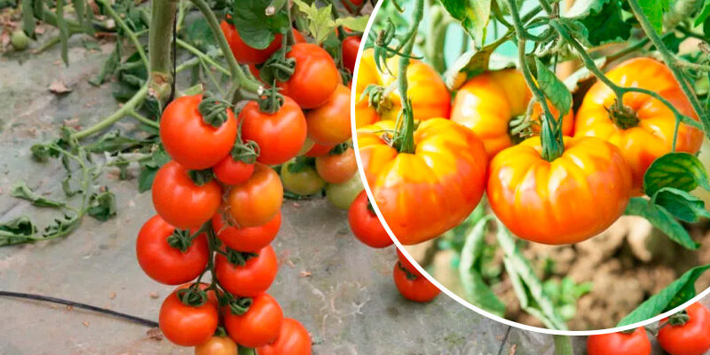 Як врятувати помідори від «жовтих плічок»: 3 головні помилки, яких слід уникати