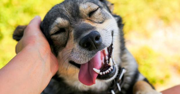 Не плутайте щастя з небезпекою: Чому “усмішка” собаки в спеку – тривожний знак Не плутайте щастя з небезпекою: Чому “усмішка” собаки в спеку – тривожний знак