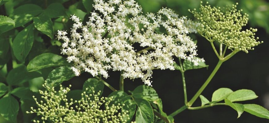 Не приносьте ніколи ці 5 рослин у дім, щоб не накликати біду: народні прикмети Не приносьте ніколи ці 5 рослин у дім, щоб не накликати біду: народні прикмети