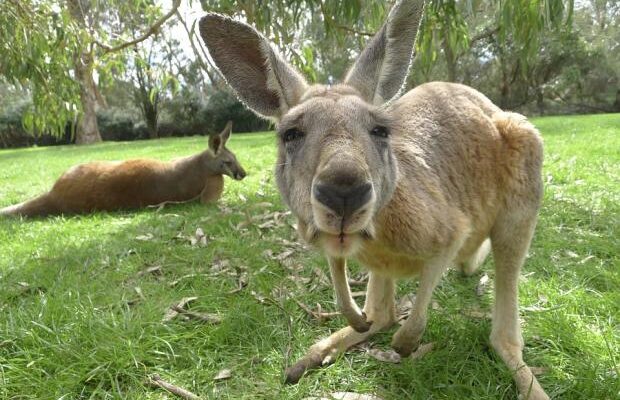 Не так ми собі це уявляли?: Вигляд внутрішньої частини сумки кенгуру здивував соцмережі (відео) Не так ми собі це уявляли?: Вигляд внутрішньої частини сумки кенгуру здивував соцмережі (відео)