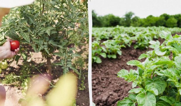 Не тільки сарана: Одну з областей України атакує черговий небезпечний шкідник Не тільки сарана: Одну з областей України атакує черговий небезпечний шкідник