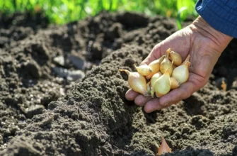 Садити озиму цибулю потрібно тільки в цей період: сприятливі дати 2025 року