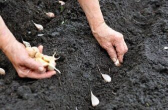Після яких рослин не можна садити озимий часник? Не всі про це знають