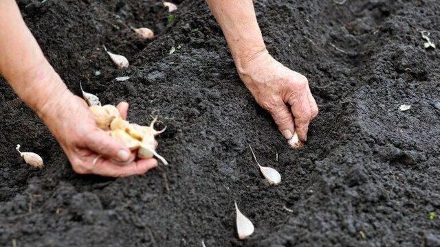 Після яких рослин не можна садити озимий часник? Не всі про це знають