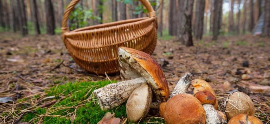 Про це мовчать всі грибники: у яких місцях найкраще шукати білі гриби? Про це мовчать всі грибники: у яких місцях найкраще шукати білі гриби?