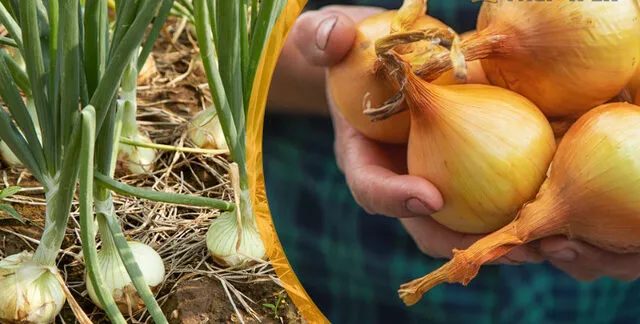 Садити озиму цибулю потрібно тільки в цей період: назвали «золоті» дати 2025 року