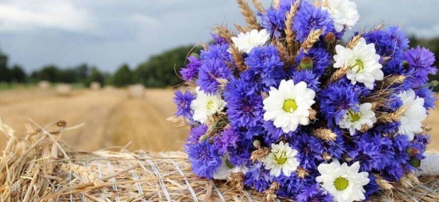 Пів року літа: Кліматологиня попередила про серйозну аномалію Пів року літа: Кліматологиня попередила про серйозну аномалію